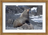 Fur Seal, Ngawi, Wairarapa, North Island, New Zealand Fine Art Print