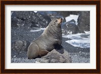 Fur Seal, Ngawi, Wairarapa, North Island, New Zealand Fine Art Print
