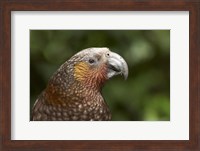 Kaka, Tropical Bird, Karori Sanctuary, New Zealand Fine Art Print