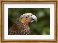 Kaka, Tropical Bird, Karori Sanctuary, New Zealand Fine Art Print