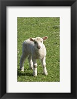 Lamb, Farm animal, Otago, South Island, New Zealand Fine Art Print