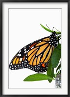 Monarch Butterfly Fine Art Print