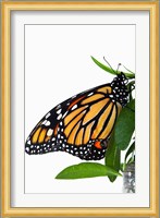 Monarch Butterfly Fine Art Print