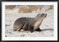 New Zealand Sea Lion Pup, Sandfly Bay, Dunedin Fine Art Print