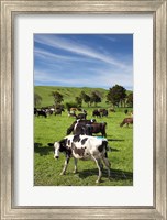 New Zealand, North Island, Dairy Cows, Farm animal Fine Art Print