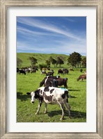 New Zealand, North Island, Dairy Cows, Farm animal Fine Art Print