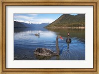 New Zealand, South Island, Nelson Lakes, Black Swan birds Fine Art Print