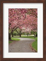 Path in Spring Blossom, Ashburton Domain, New Zealand Fine Art Print