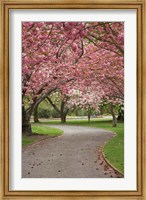 Path in Spring Blossom, Ashburton Domain, New Zealand Fine Art Print