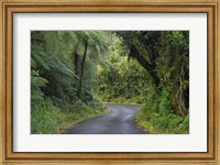 Path to Dawson Falls, Egmont, North Island, New Zealand Fine Art Print