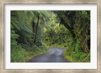 Path to Dawson Falls, Egmont, North Island, New Zealand Fine Art Print