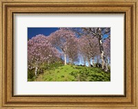 Paulownia Plantation, Spring Season, New Zealand Fine Art Print