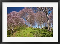 Paulownia Plantation, Spring Season, New Zealand Fine Art Print