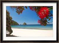 Pohutukawa Tree in Bloom and New Chums Beach, North Island, New Zealand Fine Art Print