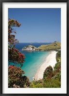 Pohutukawa Tree, Beach, North Island, New Zealand Fine Art Print