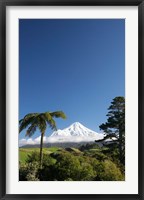 Punga, Taranaki Mountain, North Island, New Zealand Fine Art Print