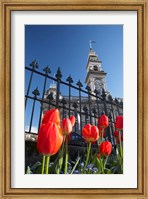 Red Tulips & Municipal Chambers Clock Tower, Octagon, South Island, New Zealand Fine Art Print