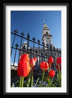 Red Tulips & Municipal Chambers Clock Tower, Octagon, South Island, New Zealand Fine Art Print