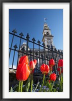 Red Tulips & Municipal Chambers Clock Tower, Octagon, South Island, New Zealand Fine Art Print