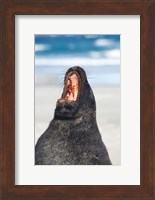 Sea Lion, Sandfly Bay, Otago, South Island, New Zealand Fine Art Print