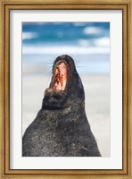 Sea Lion, Sandfly Bay, Otago, South Island, New Zealand Fine Art Print
