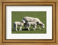 Sheep and Lambs, near Dunedin, Otago, South Island, New Zealand Fine Art Print