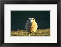 Sheep, Farm animal, Dunedin, South Island, New Zealand Fine Art Print