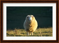Sheep, Farm animal, Dunedin, South Island, New Zealand Fine Art Print