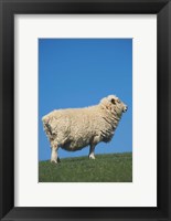 Sheep, Farm animal, Scroggs Hill, So Island, New Zealand Fine Art Print