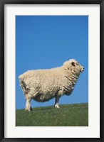 Sheep, Farm animal, Scroggs Hill, So Island, New Zealand Fine Art Print