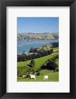 Sheep, Farm animals, Sawyers Bay, So Island, New Zealand Fine Art Print