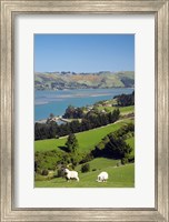 Sheep, Farm animals, Sawyers Bay, So Island, New Zealand Fine Art Print
