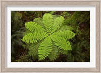 Tree fern, AH Reed Memorial Kauri Park, New Zealand Fine Art Print