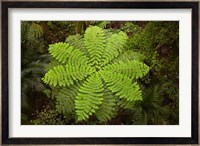 Tree fern, AH Reed Memorial Kauri Park, New Zealand Fine Art Print