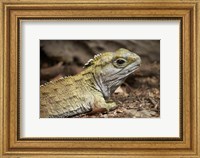 Tuatara, lizard, Pukaha Mount Bruce Wildlife, New Zealand Fine Art Print
