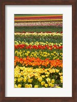 Tulip flowers, West Otago, South Island, New Zealand Fine Art Print