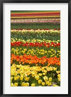 Tulip flowers, West Otago, South Island, New Zealand Fine Art Print