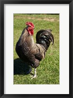 Wild Chicken, Farm animal, Port Chalmers, New Zealand Fine Art Print