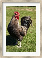 Wild Chicken, Farm animal, Port Chalmers, New Zealand Fine Art Print