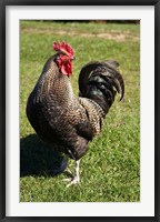 Wild Chicken, Farm animal, Port Chalmers, New Zealand Fine Art Print
