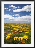 Wildflowers, Marine Parade, Napier Waterfront, Hawkes Bay, North Island, New Zealand Fine Art Print