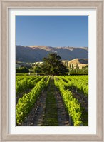 Wooing Tree Vineyard, Cromwell, Central Otago, South Island, New Zealand Fine Art Print