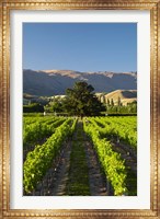 Wooing Tree Vineyard, Cromwell, Central Otago, South Island, New Zealand Fine Art Print