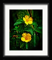 Yellow alder, Falmouth Harbor, Antigua, British West Indies Fine Art Print