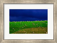 New Zealand, South Island, sheep grazing, farm animal Fine Art Print