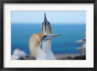 Australasian Gannet birds, Hawkes Bay, New Zealand Fine Art Print