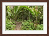 New Zealand, Nikau Palms, Heaphy Path Fine Art Print
