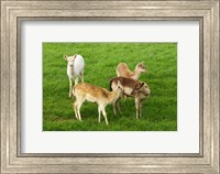New Zealand, South Island, Karamea, Fawn, Deer Fine Art Print