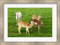 New Zealand, South Island, Karamea, Fawn, Deer Fine Art Print
