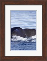 Sperm Whale, Kaikoura, Marlborough, South Island, New Zealand Fine Art Print